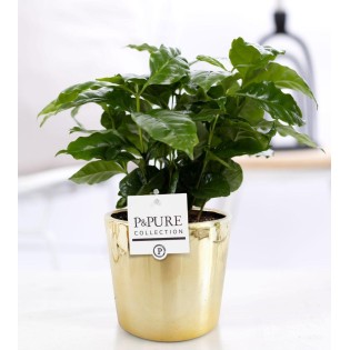 Coffea Arabica In P&Pure Laryssa Ceramics Shiny Gold - Ø12Cm - ↕20Cm