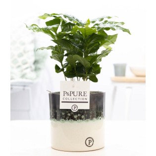 Coffea Arabica In P&Pure Illusion Cer.  - Ø12Cm - ↕20Cm