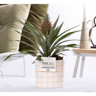 Ananas Rosita In P&Pure Tirza Ceramics - Ø12Cm - ↕35Cm