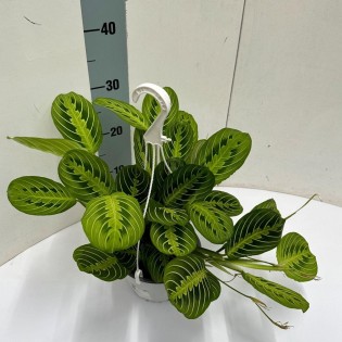 Maranta Leuconeura 'Fascinator' Lemon Lime Hangpot - Ø15Cm - ↕40Cm