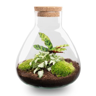 Diy Terrarium - Sammie - ↕ 26 Cm