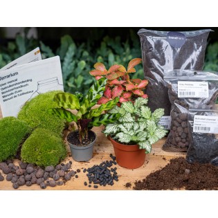 Planten Terrarium Pakket Calathea Lancifolia - Navulling & Startpakket- Diy