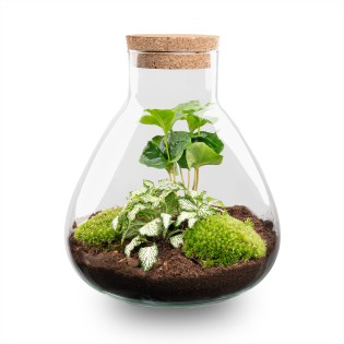 Diy Terrarium – Sammie – ↕ 27 Cm