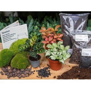 Terrarium Kit Calathea Makoyana