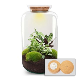 Diy Terrarium - Botanical Sven Xl - ↕ 43 Cm