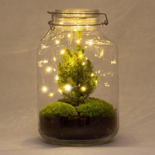 Diy Terrarium - Jar Christma - ↕ 28 Cm