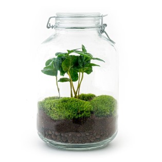 Diy Terrarium - Coffea Arabica  - ↕ 28 Cm