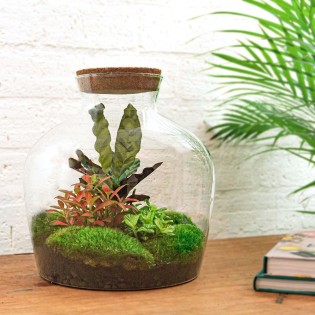 Diy Terrarium - Fat Joe Red - ↕ 30 Cm