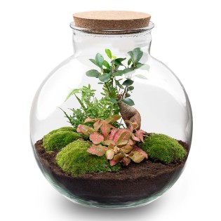 Diy Terrarium - Bolder Bob Bonsai - ↕ 30 Cm