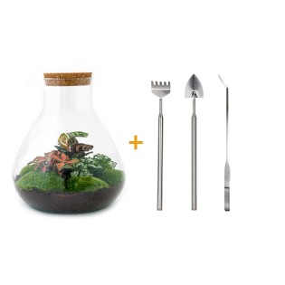 Diy Terrarium - Sam Xl Red - ↕ 35 Cm