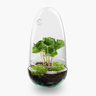 Diy Terrarium - Egg Coffea Arabica - ↕ 25 Cm