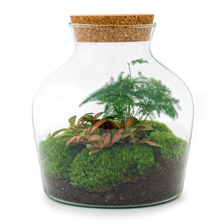 Diy Terrarium - Little Joe - ↕ 21,5 Cm