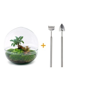 Diy Terrarium - Dome Xl - Ficus Ginseng Bonsai - ↕ 30 Cm