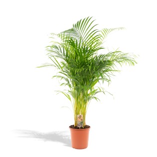 Areca Palm - Ø21Cm - ↕130Cm