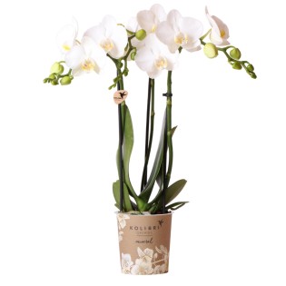 Kolibri Orchids | White Phalaenopsis Orchid - Amabilis - Pot Size Ø9Cm | Flowering Houseplant - Fresh From The Grower