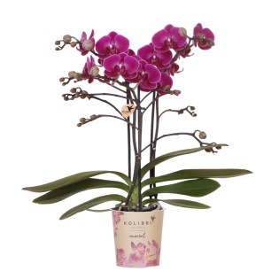 Kolibri Orchids | Purple Phalaenopsis Orchid - Morelia - Pot Size Ø9Cm | Flowering Pot Plant - Fresh From The Breeder