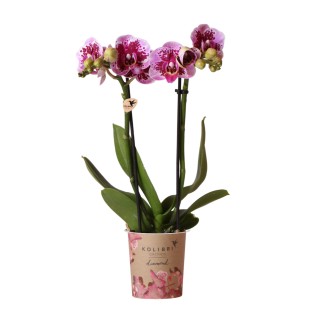 Kolibri Orchids | Pink Purple Phalaenopsis Orchid - El Salvador - Pot Size Ø9Cm | Flowering Pot Plant - Fresh From The Breeder