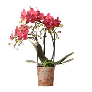 Kolibri Orchids | Red Phalaenopsis Orchid - Congo - Pot Size Ø9Cm | Flowering Houseplant - Fresh From The Grower