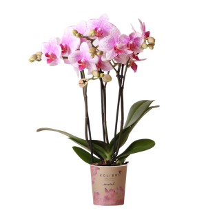 Kolibri Orchids | Pink Phalaenopsis Orchid - Mineral Rotterdam - Pot Size Ø9Cm | Flowering Pot Plant - Fresh From The Breeder