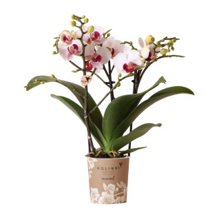 Kolibri Orchids | White Phalaenopsis Orchid - Mineral Gibraltar - Pot Size Ø9Cm | Flowering Houseplant - Fresh From The Grower