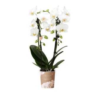 Kolibri Orchids | White Phalaenopsis Orchid - Niagara Fall - Pot Size Ø9Cm | Flowering Houseplant - Fresh From The Breeder