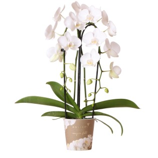 Kolibri Orchids | White Phalaenopsis Orchid - Niagara Fall - Pot Size Ø12Cm | Flowering Houseplant - Fresh From The Breeder