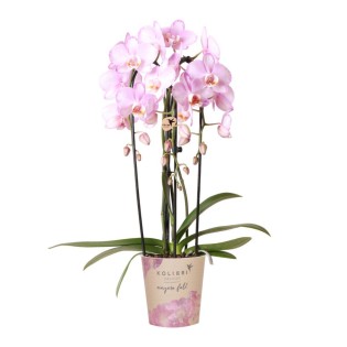 Kolibri Orchids | Pink Phalaenopsis Orchid - Niagara Fall - Pot Size Ø12Cm | Flowering Houseplant - Fresh From The Grower