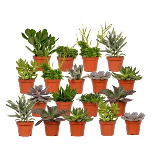 Everspring - Succulent Mix - 18 Pieces - 10 Cm - Ø8,5