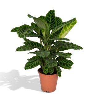 Calathea Zebrina - Peacock Plant - Ø19Cm - ↕80Cm