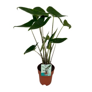 Alocasia Zebrina - Elephant Ear - Ø19Cm - ↕75Cm