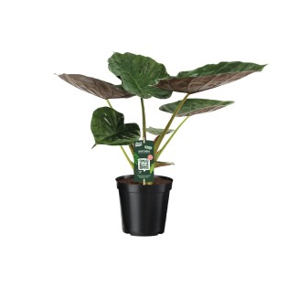Alocasia Wentii - Elephant Ear - Ø19Cm - ↕70Cm