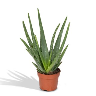 Aloe Vera - Ø12Cm - ↕40Cm