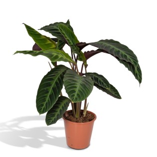 Calathea Warscewiczii - Peacock Plant - Ø19Cm - ↕70Cm