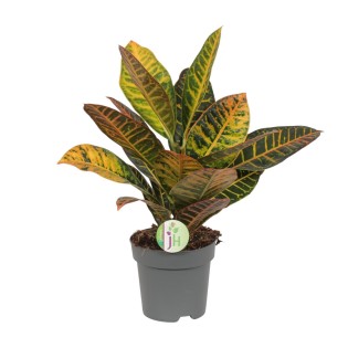 Codiaeum Petra - Croton - Ø17Cm - ↕45Cm