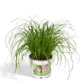 Cyperus Alternifolius - Cat Grass - Ø12Cm - ↕20Cm