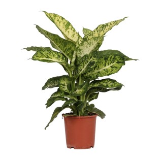 Dieffenbachia Mars - Ø17Cm - ↕50Cm