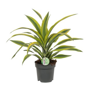 Dracaena Fragrans Lemon Lime - Ø17Cm - ↕40Cm