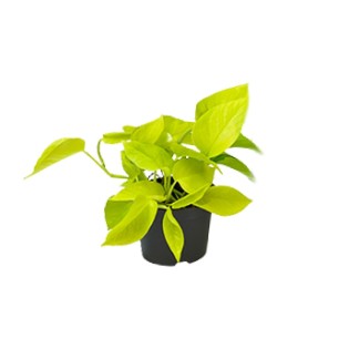 Epipremnum Golden Pothos - Scindapsus