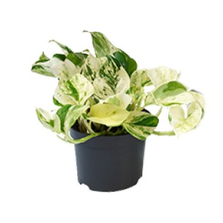 Promo - Epipremnum Happy Leaf - Scindapsus - Ø12Cm - ↕15Cm