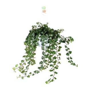 Hedera Wonder Green - Ø24Cm - ↕70Cm