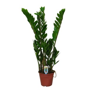 Zamioculcas Zamiifolia
