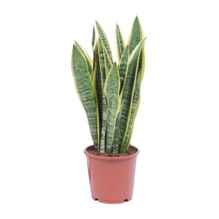 Sansevieria Trifasciata Laurentii - Ø14Cm - ↕40Cm