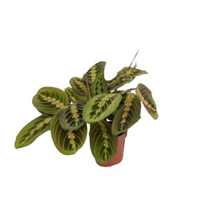 Maranta Fascinator (Arrowroot) - Ø12Cm - ↕20Cm