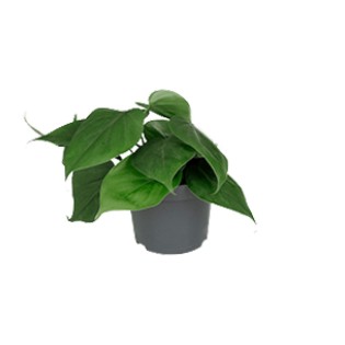Philodendron Scandens - Ø12Cm - ↕15Cm