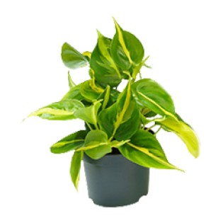 Philodendron Scandens Brasil - Ø12Cm - ↕15Cm