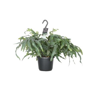 Phlebodium Aureum Blue Star - Ø17Cm - ↕50Cm