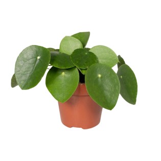 Pilea Peperomiodes - Pancake Plant