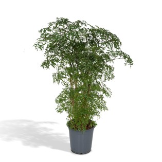 Polyscias Fruticosa (Aralia) - Ø21Cm - ↕75Cm
