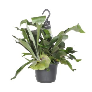 Platycerium Bifurcatum - Ø17Cm - ↕30Cm