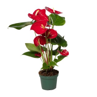 Anthurium Red - Ø17Cm - ↕55Cm